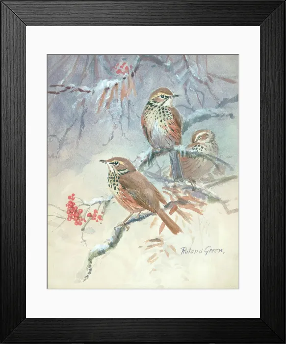 Framed Print : Three Song Thrushes Framed Print : Three Song Thrushes