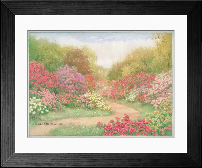 Framed Print : Rhododendron Dell, Kew Gardens