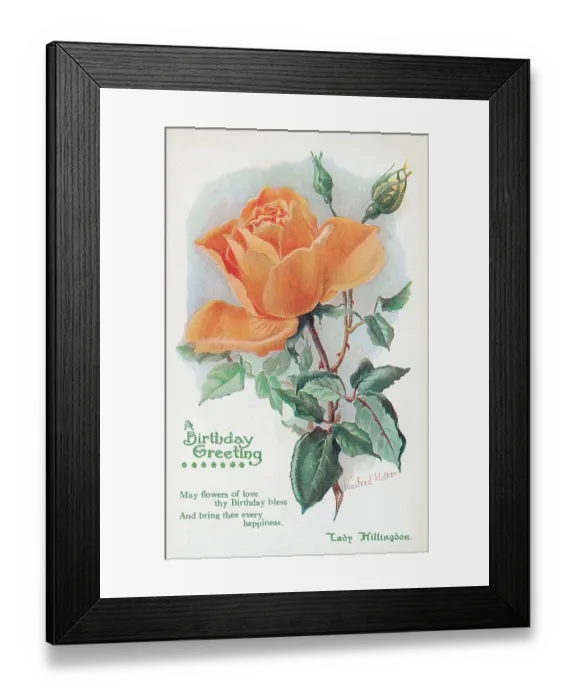 Framed Print : Birthday postcard design with rose Framed Print : Birthday postcard design with rose