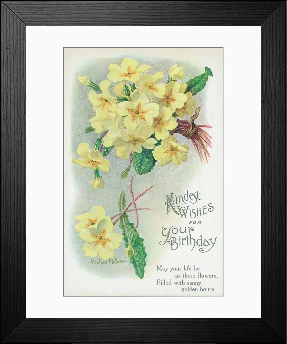Framed Print : Birthday postcard design with primsoses Postcard Framed Print : Birthday postcard design with primsoses Postcard