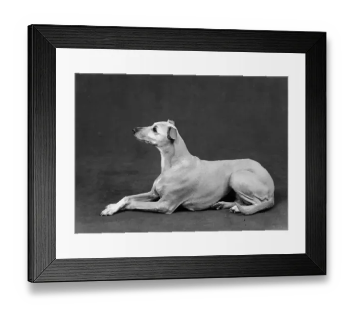 Framed Print : Fall Whippet 1962 Dogs Breeds Heathermead Ada Framed Print : Fall Whippet 1962 Dogs Breeds Heathermead Ada