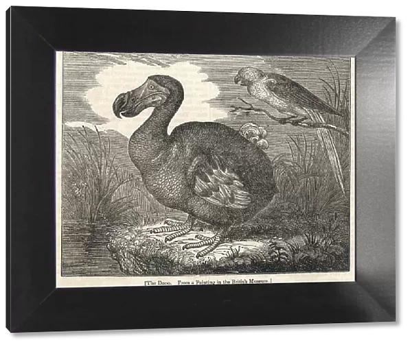 Dodo, extinct bird