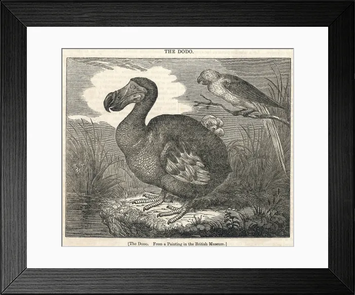 Framed Print : Dodo, extinct bird Framed Print : Dodo, extinct bird
