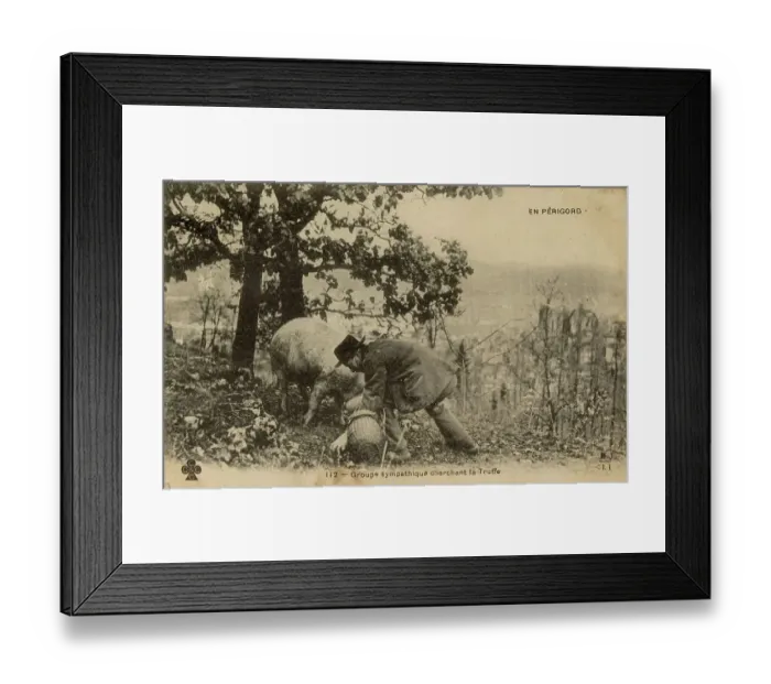Framed Print : A man out truffle hunting with a pig in Perigord, France. Date: 1908 Framed Print : A man out truffle hunting with a pig in Perigord, France. Date: 1908