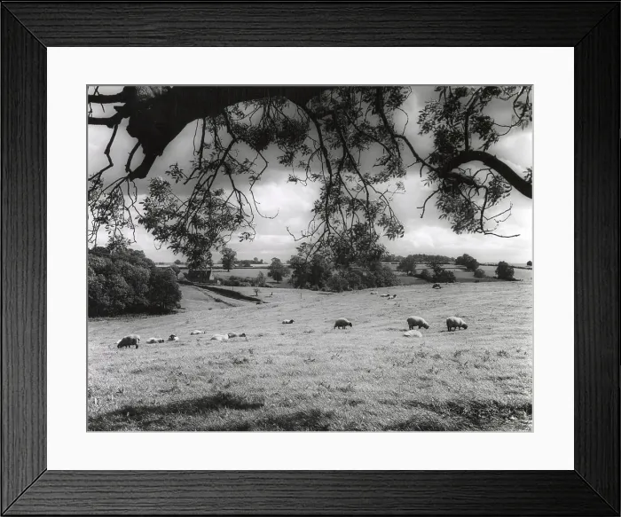 Framed Print : A pastoral landscape near Nobottle, Northamptonshire, England. Date: 1950s Framed Print : A pastoral landscape near Nobottle, Northamptonshire, England. Date: 1950s