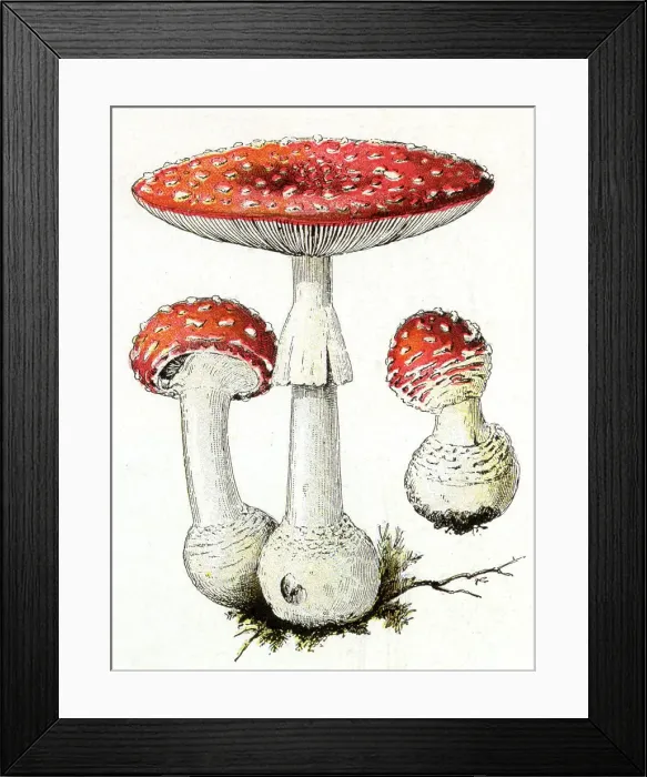 Framed Print : Agaricus Muscaricus mushrooms (poisonous). Date: 19th century Framed Print : Agaricus Muscaricus mushrooms (poisonous). Date: 19th century