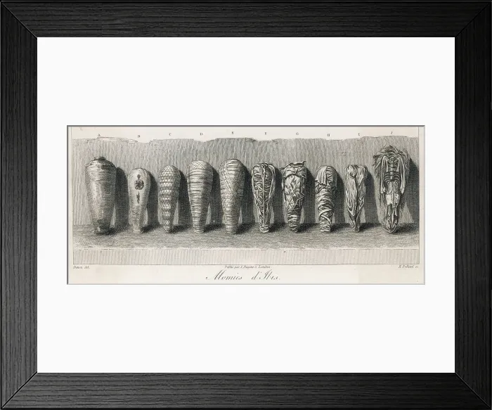 Framed Print : EGYPT / ARCHAEOLOGY / MUMMIE Framed Print : EGYPT / ARCHAEOLOGY / MUMMIE