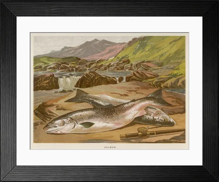 Framed Print : TWO DEAD SALMON Framed Print : TWO DEAD SALMON