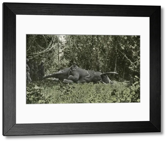 Framed Print : Roosevelt elephant hunting, 1910 Framed Print : Roosevelt elephant hunting, 1910