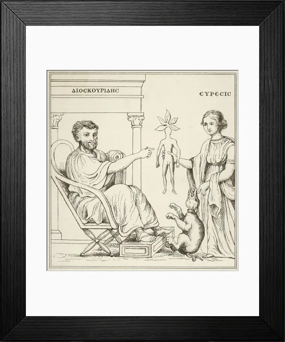 Framed Print : Dioscorides Mandrake Plants Mandragora Circa Framed Print : Dioscorides Mandrake Plants Mandragora Circa