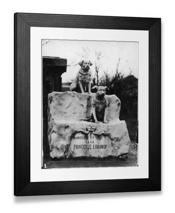 Framed Print : CANINE GRAVESTONE Framed Print : CANINE GRAVESTONE