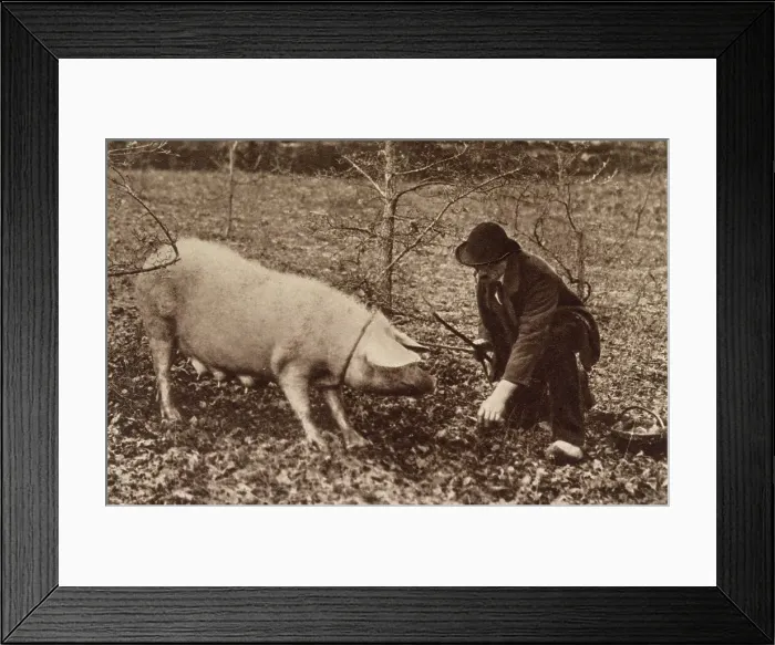 Framed Print : A man and his pig, looking for truffles. Date: circa 1900 Framed Print : A man and his pig, looking for truffles. Date: circa 1900