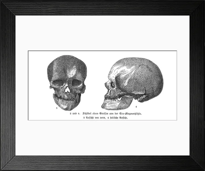 Framed Print : CRO-MAGNON MAN SKULLS Framed Print : CRO-MAGNON MAN SKULLS