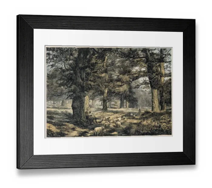 Framed Print : ENGLAND / SHERWOOD FOREST Framed Print : ENGLAND / SHERWOOD FOREST