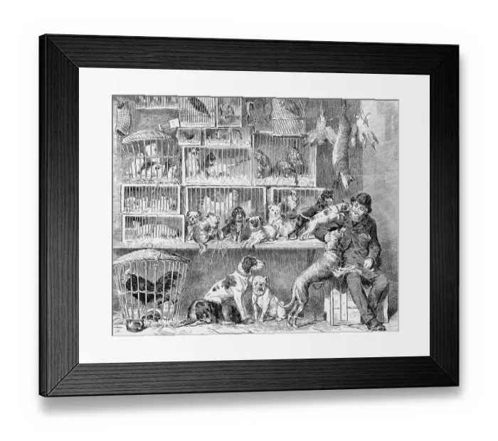 Framed Print : PET SHOP, LONDON Framed Print : PET SHOP, LONDON