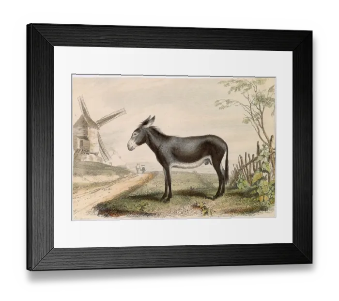 Framed Print : A donkey stands beside a country road, on the far side of which is a windmill ; behind him is a fence Date: circa 1830 Framed Print : A donkey stands beside a country road, on the far side of which is a windmill ; behind him is a fence Date: circa 1830