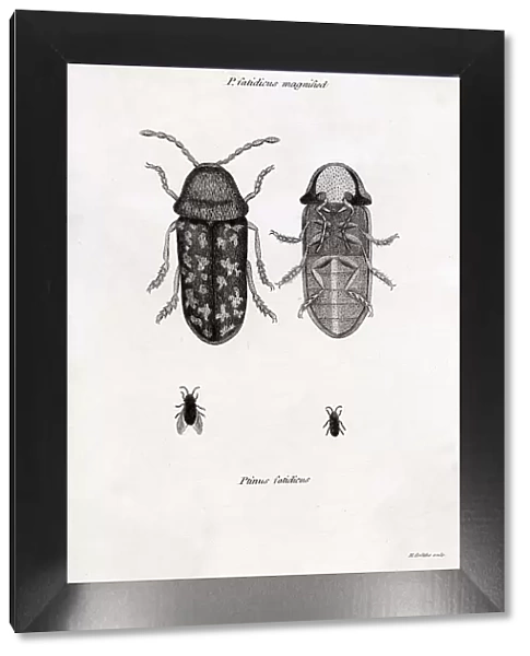 PTINUS FATIDICUS Death-watch beetle, believed to foretell a death in the house when they are heard tapping on wood Date: 1805