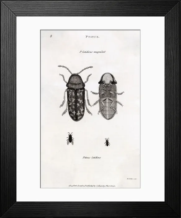 Framed Print : PTINUS FATIDICUS Death-watch beetle, believed to foretell a death in the house when they are heard tapping on wood Date: 1805 Framed Print : PTINUS FATIDICUS Death-watch beetle, believed to foretell a death in the house when they are heard tapping on wood Date: 1805