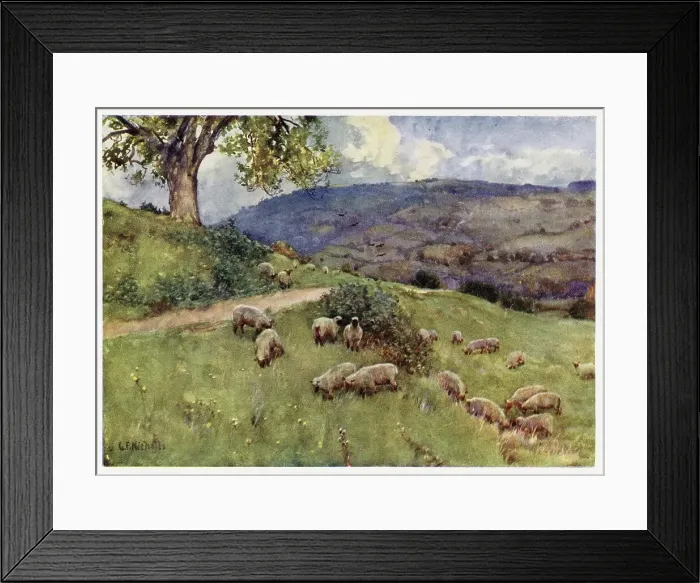 Framed Print : Cotswolds scenery: a sheep pasture Date: 1914 Framed Print : Cotswolds scenery: a sheep pasture Date: 1914