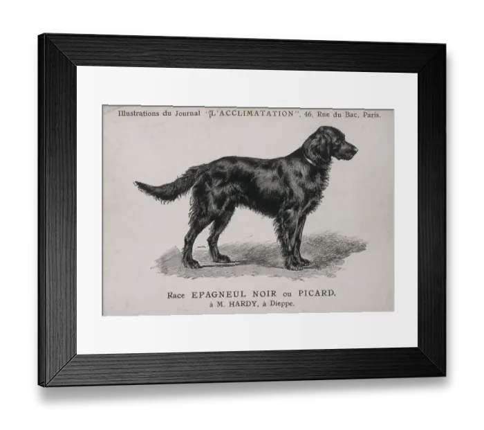 Framed Print : Dog standing side on. Long tail. Date: circa 1900 Framed Print : Dog standing side on. Long tail. Date: circa 1900