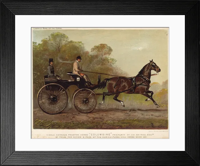 Framed Print : Single-harness phaeton driven by Mr Charles Baynes. Date: 1872 Framed Print : Single-harness phaeton driven by Mr Charles Baynes. Date: 1872