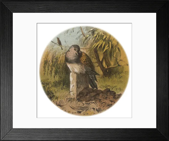 Framed Print : Cock Robin Nursery Rhymes Unfortunate Death Thrush Framed Print : Cock Robin Nursery Rhymes Unfortunate Death Thrush