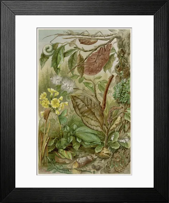 Framed Print : LEAF INSECTS Framed Print : LEAF INSECTS