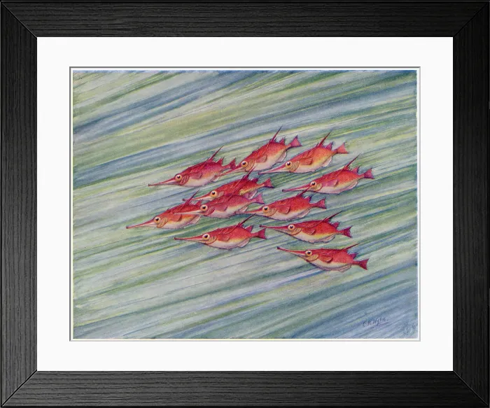 Framed Print : A shoal of red trumpet fish, with their long noses, swimming through the water. Date: 1915 Framed Print : A shoal of red trumpet fish, with their long noses, swimming through the water. Date: 1915