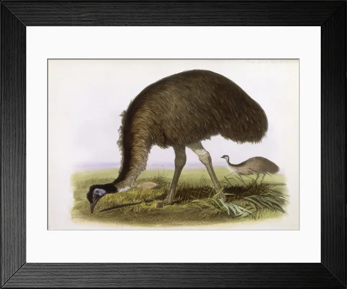 Framed Print : (Dromaeus novae hollandiae) Date: 1862 Framed Print : (Dromaeus novae hollandiae) Date: 1862