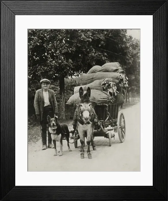 Framed Print : In the Irish countryside, a farmer walks along with his donkey cart, with dog attached, on a rural road. Date: circa 1930 Framed Print : In the Irish countryside, a farmer walks along with his donkey cart, with dog attached, on a rural road. Date: circa 1930