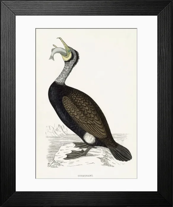 Framed Print : COMMON CORMORANT (Phalacrocorax carbo) Holding a fish Date: 1851 Framed Print : COMMON CORMORANT (Phalacrocorax carbo) Holding a fish Date: 1851