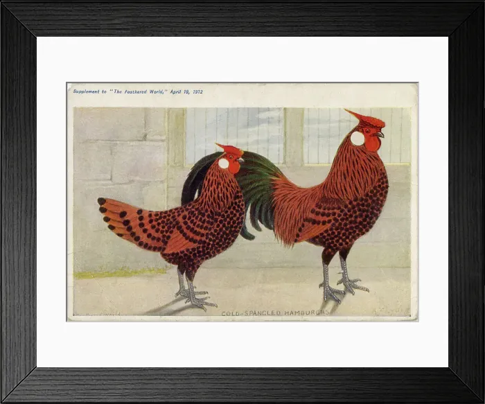 Framed Print : GOLD-SPANGLED HAMBURGHS Gallus species) Date: 1912 Framed Print : GOLD-SPANGLED HAMBURGHS Gallus species) Date: 1912