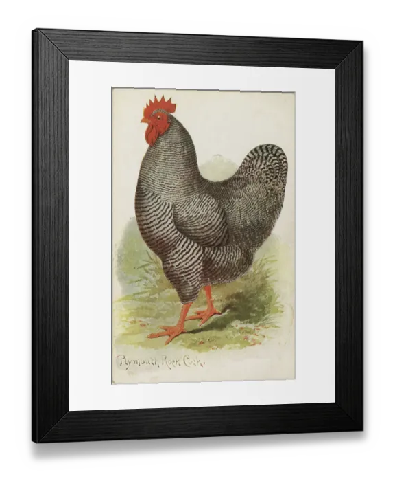 Framed Print : PLYMOUTH ROCK COCK - by the sound of it, an American member of the Gallus species) Date: circa 1910 Framed Print : PLYMOUTH ROCK COCK - by the sound of it, an American member of the Gallus species) Date: circa 1910