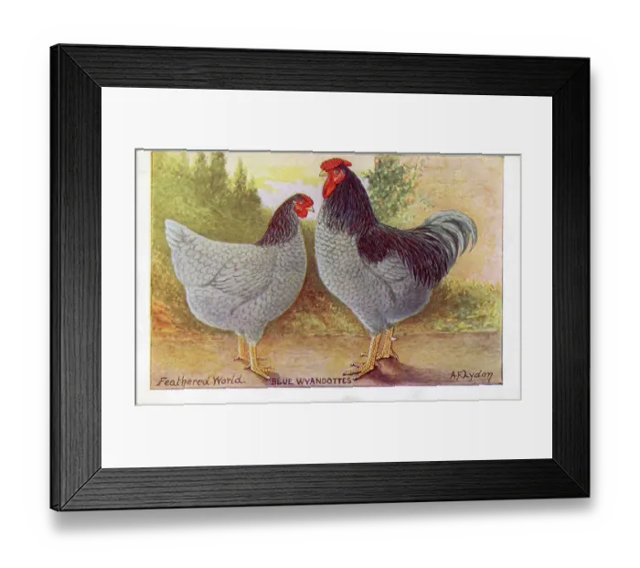 Framed Print : BLUE WYANDOTTE cock and hen {Gallus species) Date: 1912 Framed Print : BLUE WYANDOTTE cock and hen {Gallus species) Date: 1912