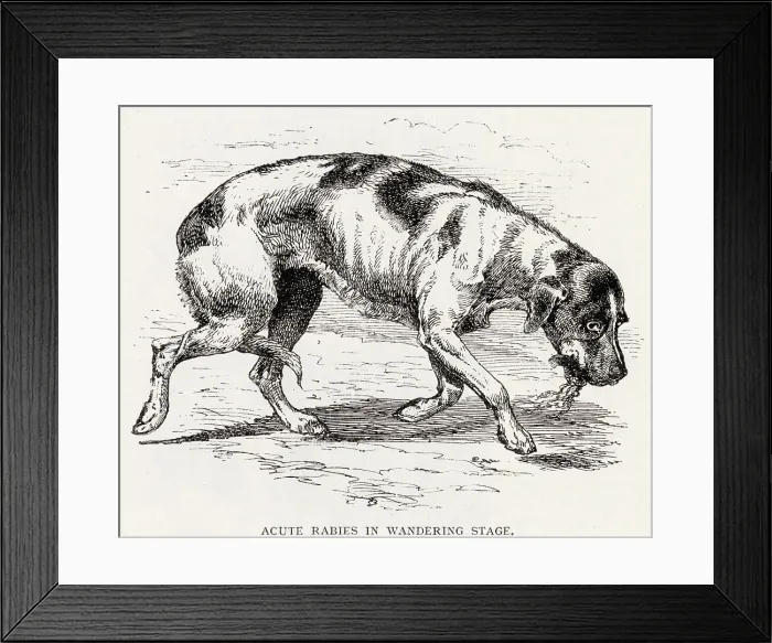 Framed Print : Acute rabies in the wandering stage. Date: 1896 Framed Print : Acute rabies in the wandering stage. Date: 1896