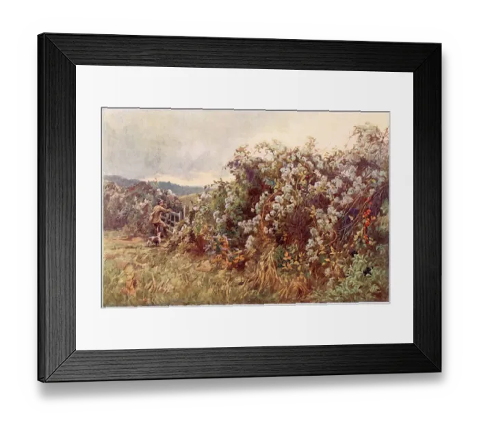 Framed Print : An autumn hedgerow festooned with Clematis vitalba, also known as Old man's beard and Traveller's Joy. Date: circa 1905 Framed Print : An autumn hedgerow festooned with Clematis vitalba, also known as Old man's beard and Traveller's Joy. Date: circa 1905