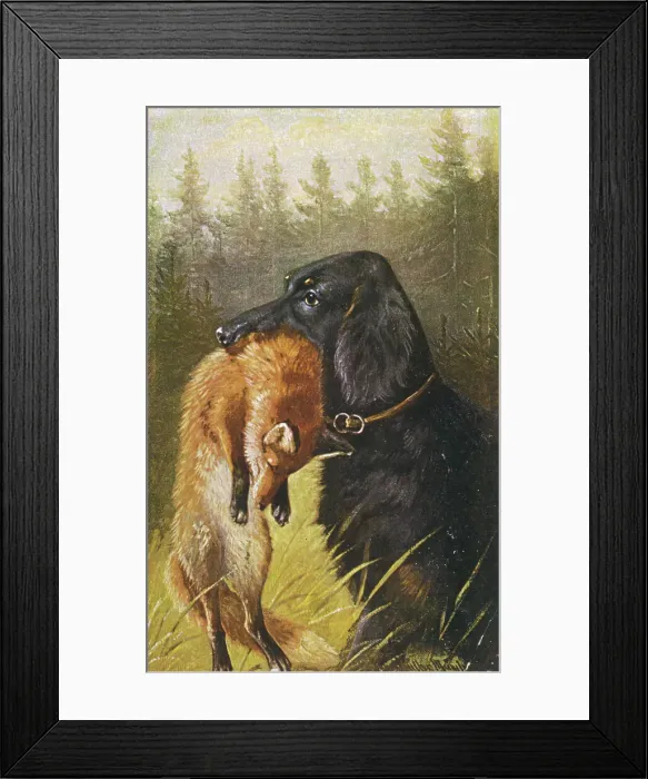 Framed Print : Setter Dead Fox Hunting General 1889 Gordon Mouth Framed Print : Setter Dead Fox Hunting General 1889 Gordon Mouth