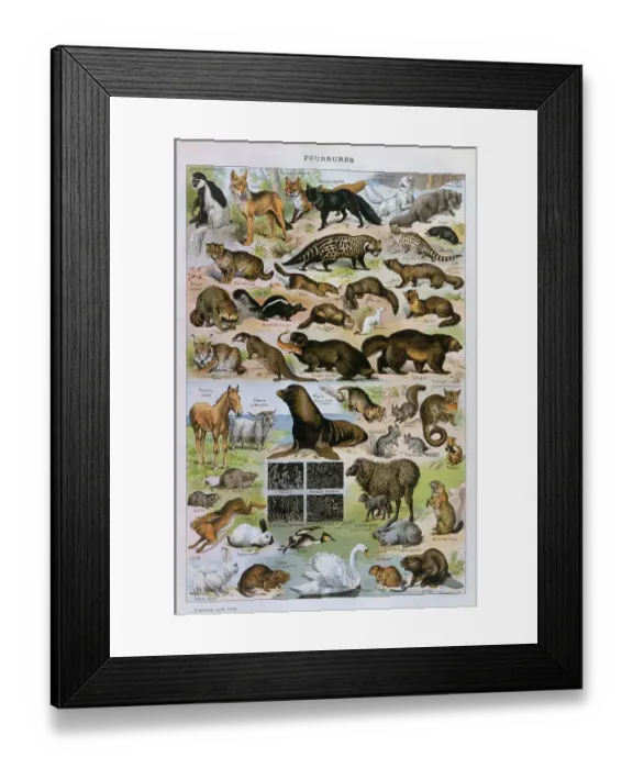 Framed Print : Fur Animals Framed Print : Fur Animals
