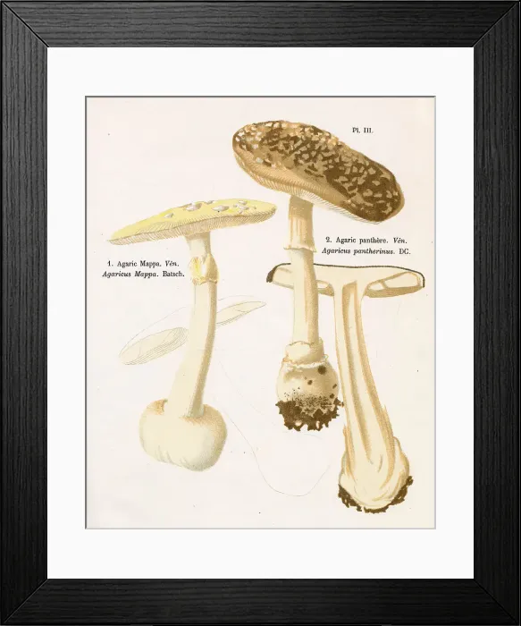 Framed Print : AGARICUS MAPPA (left) AGARICUS PANTHERINUS (right) (poisonous) Date: 1876 Framed Print : AGARICUS MAPPA (left) AGARICUS PANTHERINUS (right) (poisonous) Date: 1876