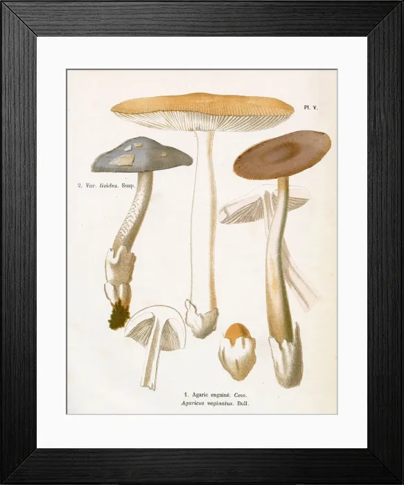 Framed Print : Funghi. AGARICUS VAGINATUS (edible). Date: 1876 Framed Print : Funghi. AGARICUS VAGINATUS (edible). Date: 1876