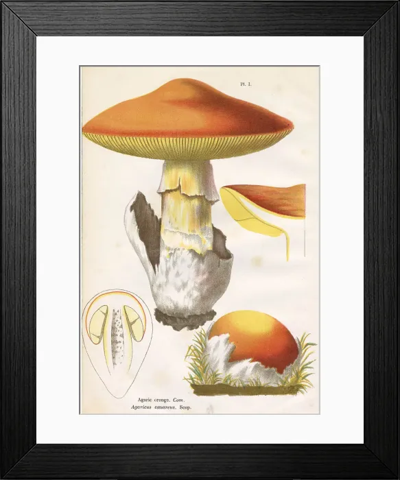 Framed Print : AGARICUS CAESAREUS (edible) Date: 1876 Framed Print : AGARICUS CAESAREUS (edible) Date: 1876