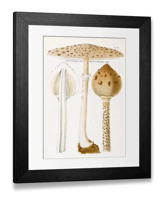Framed Print : AGARICUS COLUBRINUS (edible) Date: 1876 Framed Print : AGARICUS COLUBRINUS (edible) Date: 1876