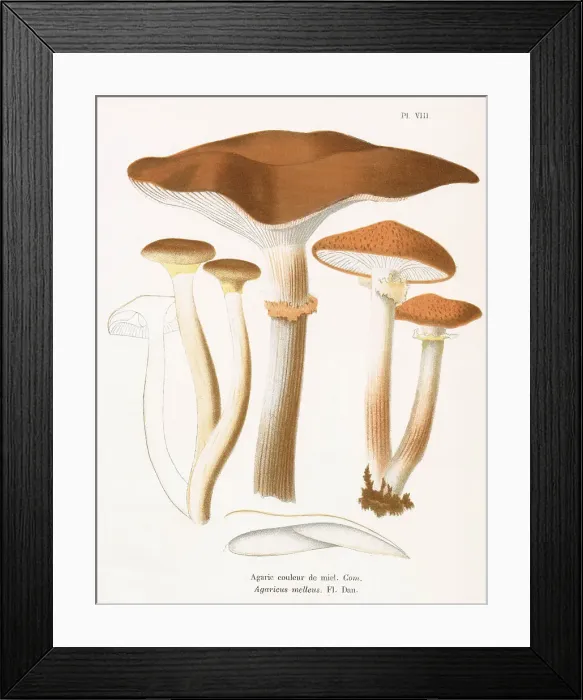 Framed Print : AGARICUS MELLEUS (edible) Date: 1876