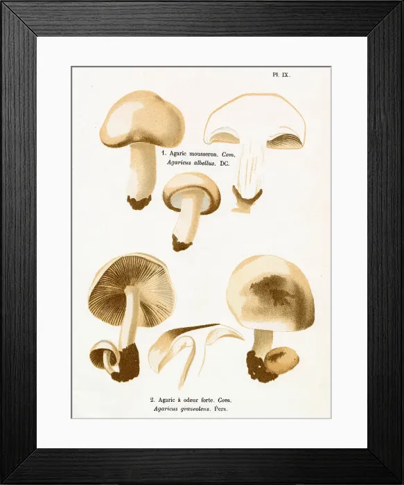 Framed Print : AGARICUS ALBELLUS AGARICUS GRAVEOLENS (edible) Date: 1876 Framed Print : AGARICUS ALBELLUS AGARICUS GRAVEOLENS (edible) Date: 1876