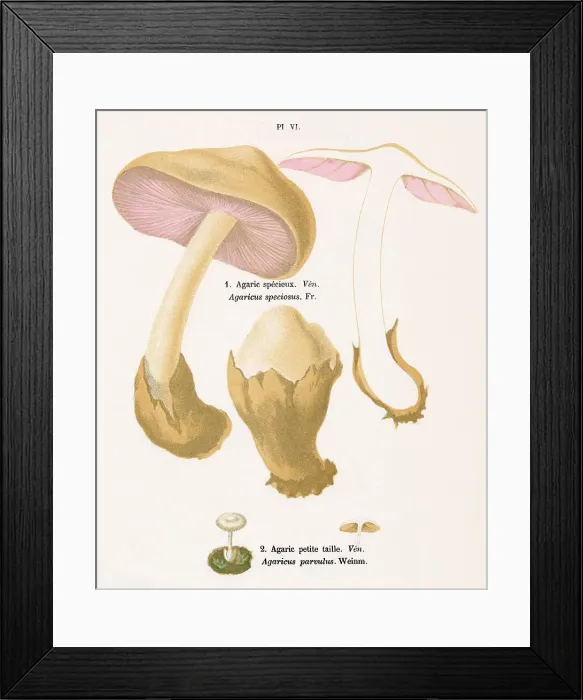Framed Print : AGARICUS SPECIOSUS AGARICUS PARVULUS (poisonous) Date: 1876 Framed Print : AGARICUS SPECIOSUS AGARICUS PARVULUS (poisonous) Date: 1876