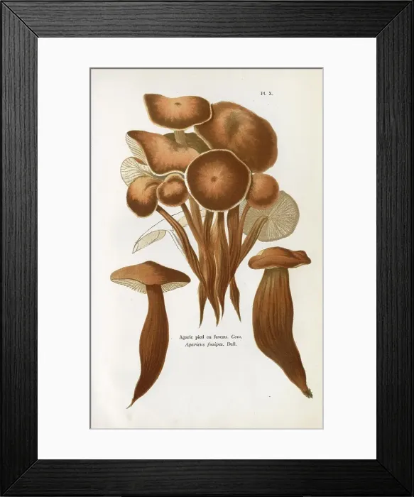 Framed Print : Funghi. AGARICUS FUSIPES (edible). Date: 1876 Framed Print : Funghi. AGARICUS FUSIPES (edible). Date: 1876