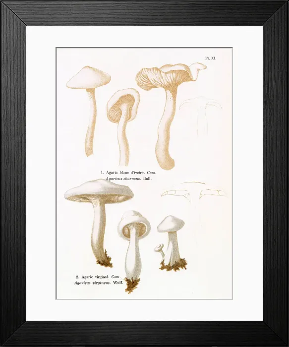 Framed Print : AGARICUS EBURNEUS AGARICUS VIRGINEUS (edible) Date: 1876 Framed Print : AGARICUS EBURNEUS AGARICUS VIRGINEUS (edible) Date: 1876