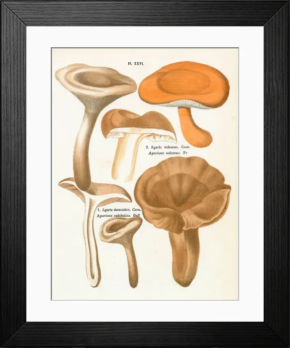 Framed Print : Funghi. AGARICUS VOLEMUS AGARICUS SUBDULCIS (edible). Date: 1876 Framed Print : Funghi. AGARICUS VOLEMUS AGARICUS SUBDULCIS (edible). Date: 1876
