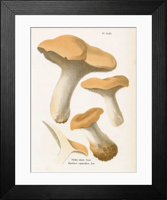 Framed Print : Funghi. HYDNUM REPANDUM (edible). Date: 1876 Framed Print : Funghi. HYDNUM REPANDUM (edible). Date: 1876