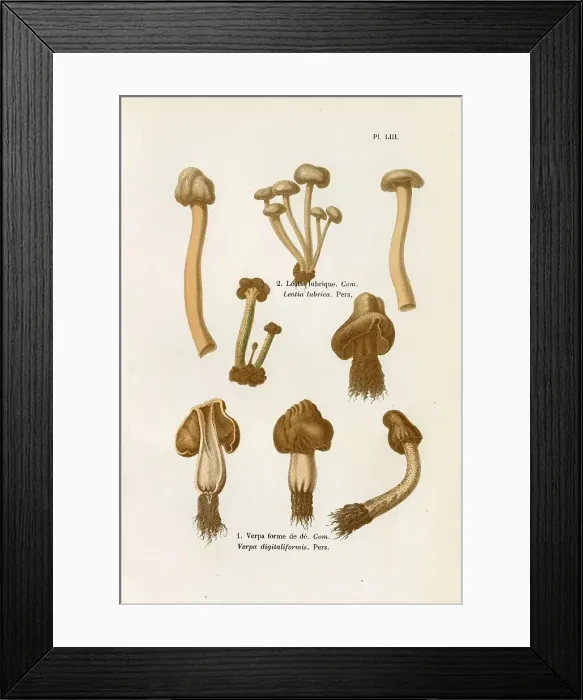 Framed Print : LEOTIA LUBRICA VERPA DIGITALIFORMIS (edible) Date: 1876 Framed Print : LEOTIA LUBRICA VERPA DIGITALIFORMIS (edible) Date: 1876